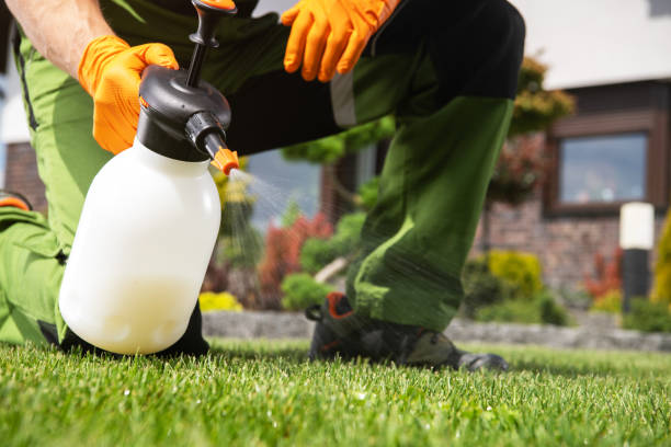 Best Wasp Removal Services  in Davie, FL