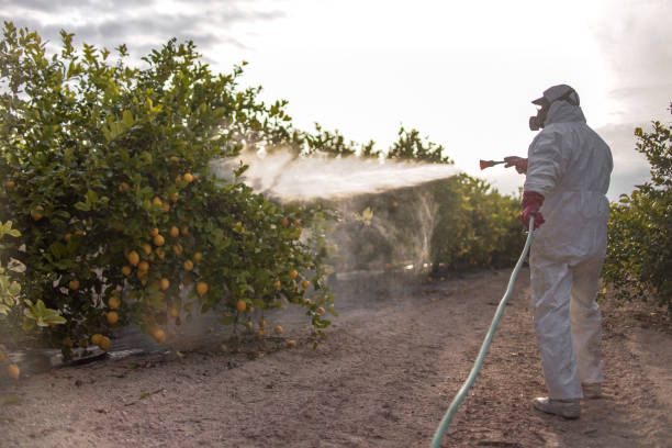 Best Bed Bug Extermination  in Davie, FL